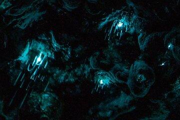 Aucklands North Shore Glowworm Tour