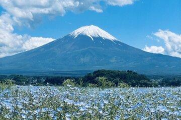 Lake Kawaguchi and Fuji Oishi Hana Terrace Tour /Ｃ-G