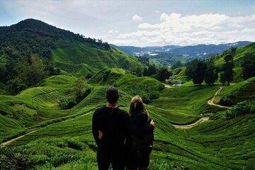 Cameron Highlands Day Tour – From Ipoh to Tea Farm & Mossy Forest