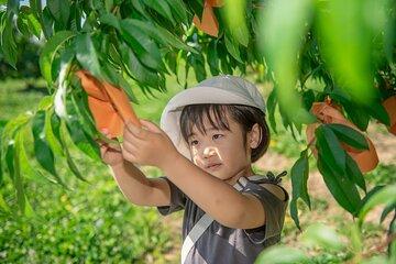60 Minutes Fresh Peach Picking with Souvenir
