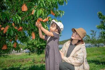 60 Minutes Fresh Peach Picking with Souvenir