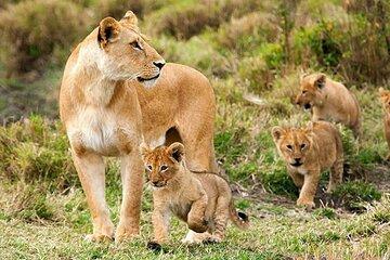 3 Days Luxury Tour at Tanzania Safari Manyara Ngorongoro