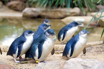 Phillip Island Penguin Parade Day Tour from Melbourne
