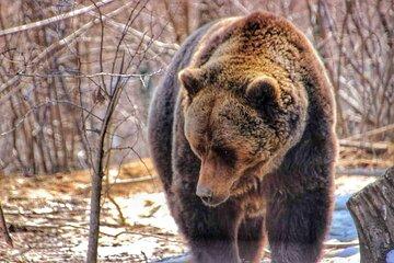 Bear Safari Private Day Trip & Transfagarasan Road from Bucharest