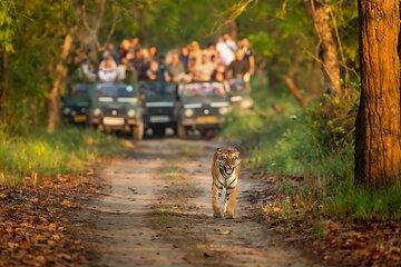 Kathmandu or Pokhara: 3 Days Chitwan Jungle Safari Private Tour