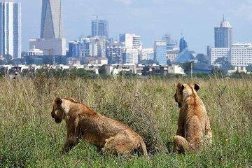 Half Day Nairobi National Park Tour