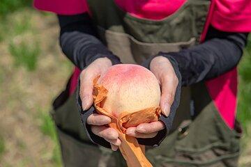 Nakatsu Orchard Fruit Tasting Tour
