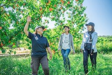 Momona Peach Farm: 1-Hour Peach Picking & Gelato Tour