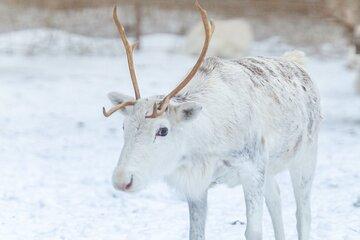 Reindeer Farm Visit and Short Sleigh Ride in Rovaniemi
