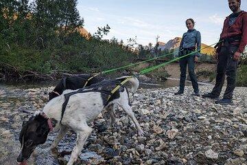 Private Hiking Tour in Tromsø with the Happy Tails Huskies