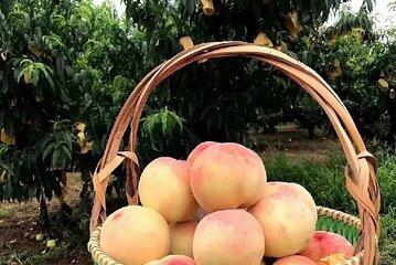 Shanghai Traditional Farming and Tasting Activity
