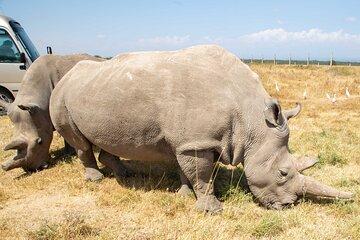 Nairobi to Ol Pejeta Conservancy Lancruiser 3 Day Tour Experience