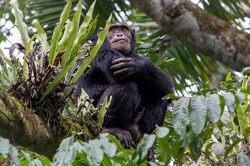 4-Day Rwanda Gorilla trek, Chimp & Lake Kivu exploration