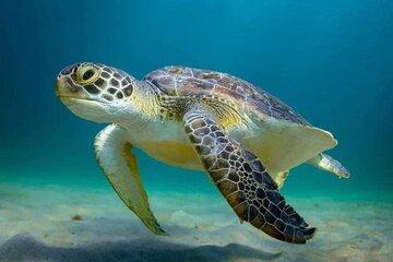 Full Day Swim with Sea Turtles and Tulum Ruins and Cenote Lunch