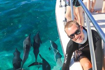 Premier Dolphin, Turtle, Whale Safari with Guided Snorkeling