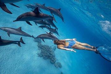 Hurghada Dolphin Watching and Snorkeling Adventure with Lunch