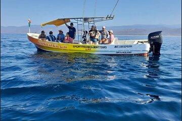 Dolphin and Whale and Turtle Watching Tour