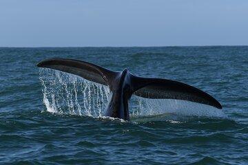 Scenic Garden Route Wildlife Reserves, Beaches and Adventure Fun