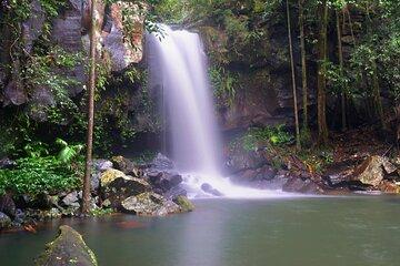 Koalas, Glow Worms & Kangaroos - Nature & Rainforest Walk