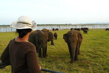 Essence of Sri Lanka 8 Day Tour with Gotrex Tours