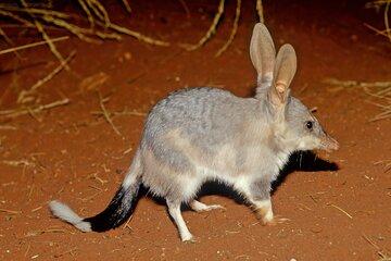 Australian Animal Night Safari