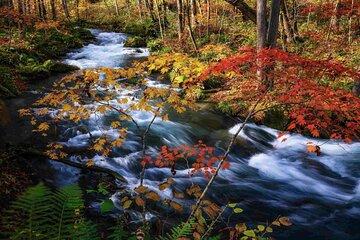 Oirase Gorge and Aomori Fall Foliage Highlights Tour with Lunch