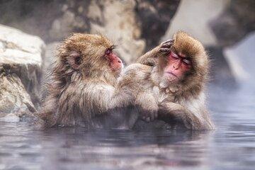 Nagano Snow Monkey Private Tour – Customizable with Add-ons