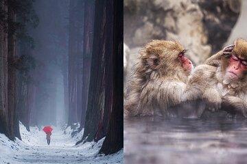Jigokudani Snow Monkey and Togakushi Shrine Private Tour