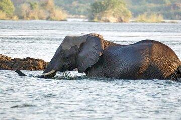 Chobe Safari Day Tour from Victoria Falls