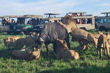 Maasai Mara Overnight Tour from Nairobi