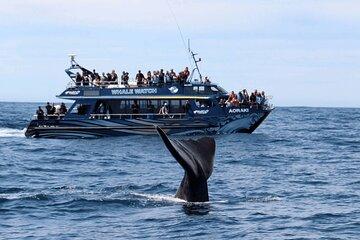 Full Day Kaikoura Tour Whale Watching Seals and Scenic Coast