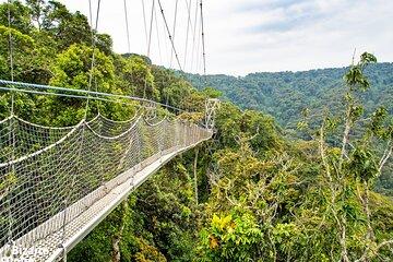 1 Day Canopy Walk Tour to Nyungwe NP