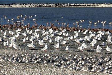 Auckland Birdwatching and Hiking Private Tour