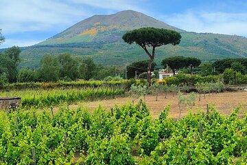 Reliable Private Transfer from Naples to Amalfi or Vice Versa