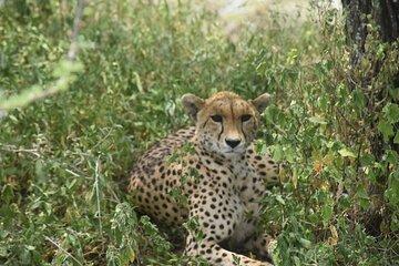 Shared 3 Days Midrange Safari Tour