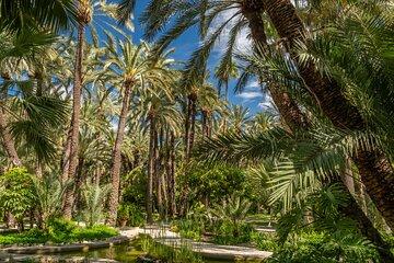 Elche Private Half-Day Tour from Alicante