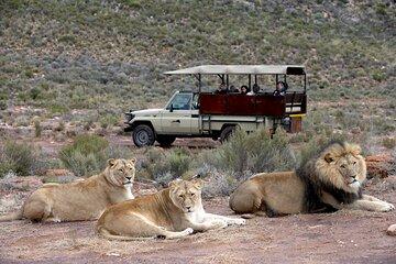 Wine Tasting & Sunset Game Drive to Aquila Reserve from Cape Town