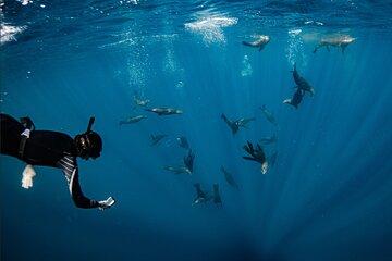Private Snorkeling Tour in San Jose del Cabo