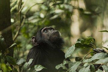 2 Days Chimpanzee tracking in Nyungwe National Park