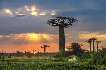 Tsingy and Kirindy and Av EN ue des Baobabs Belo sur Mer in 7 Days