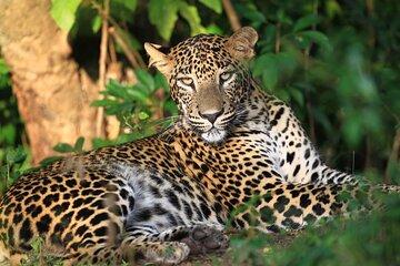 Wilpattu National Park Jeep Safari Tour From Kandy