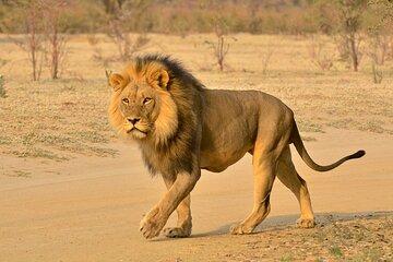 Zululand Safari Shared Tour via Minivan or 4WD