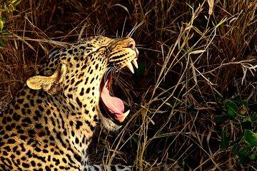 Full Day Hluhluwe Imfolozi Safari & St Lucia Boat Tour