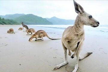Kangaroos on the Beach