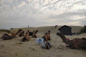 Camel Safari Campfire Dinner and Stargazing