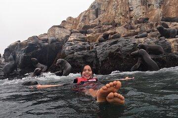 Swimming with Sea Lions on Palomino Island in Lima with Tickets