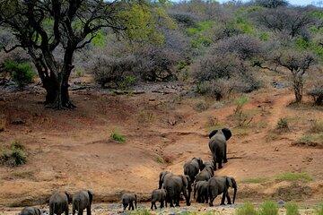 Chobe National Park Day Trip: Game Drives and River Cruise