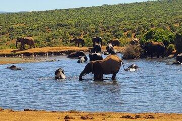 Cape Town Soul Safari Luxury Spiritual Retreat