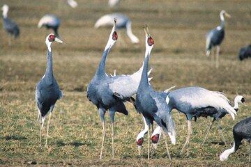Kagoshima Crane Watching Tour (Nov. - Feb.)