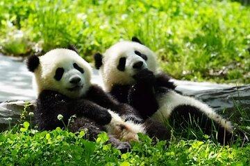 8-Day Luxury Escape: Chengdu Charm & Jiuzhaigou Wonder